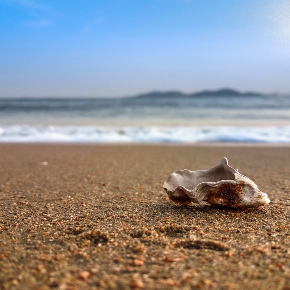 Muschel am Strand