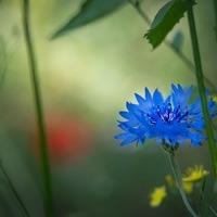 Kornblume