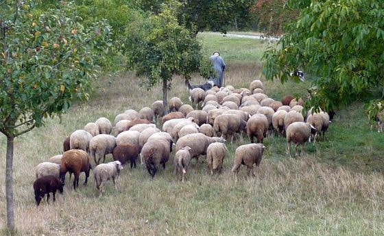 Hirte mit Schafherde